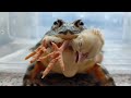 Giant african bullfrog vs chiken