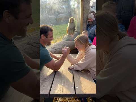 قرد حديقة الحيوانات ينضم إلى مصارعة الأذرع شورتات مضحك حديقة حيوان قرد مصارعة الأذرع