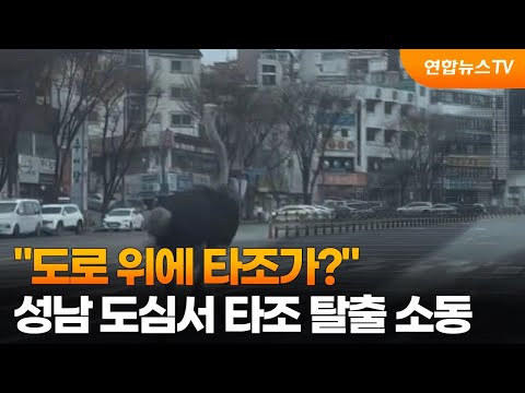 &quot;도로 위에 타조가?&quot;…성남 도심서 타조 탈출 소동 / 연합뉴스TV (YonhapnewsTV)