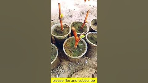 how to grow grape vines from cuttings | growing grapes