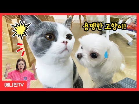 용감한 아기 고양이! 아프지만 괜찮아 반려묘 성장스토리 [애니한TV]