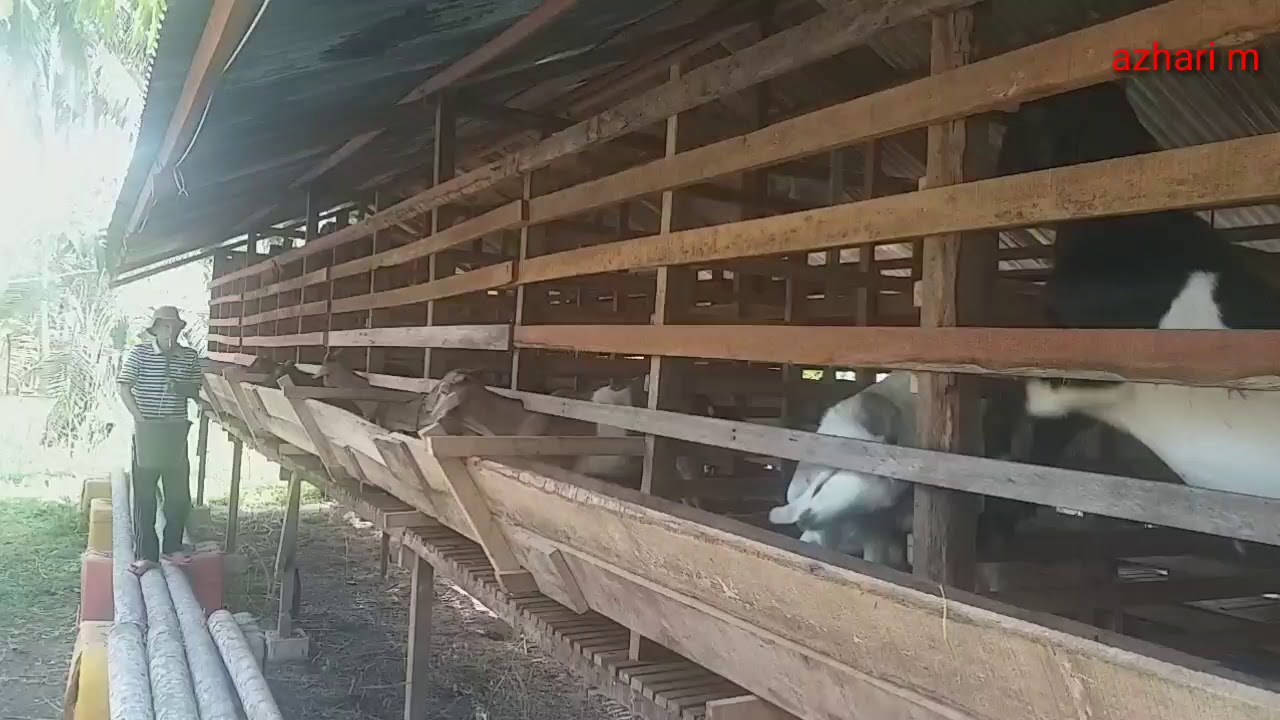 CARA TERNAK KAMBING YG BAI DAN MUDAH 