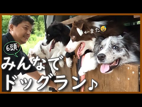 ディスク(フリスビー)に目覚めたボーダーコリー!|長男も参戦…近況は概要欄へ【多頭飼育】