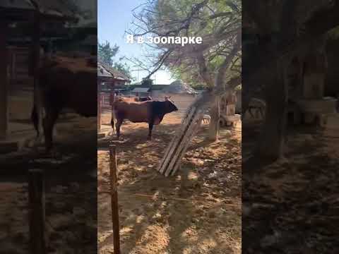 Я в зоопарке