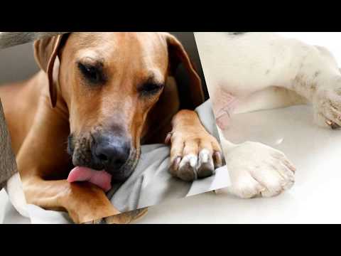 วีดีโอ: ผิวหนังอักเสบที่อุ้งเท้าในสุนัข