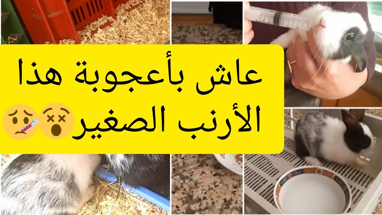 وصفة مجربة و فعالة لعلاج الانتفاخ و مرض الكساح عند الأرانب 🐇🐰🎯