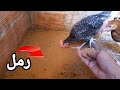 لهذا السبب يجب تقديم الرمل للدجاج شاهد الفواءد العجيبة لهذا السبب يجب تقديم الرمل للدجاج شاهد الفواءد العجيبة