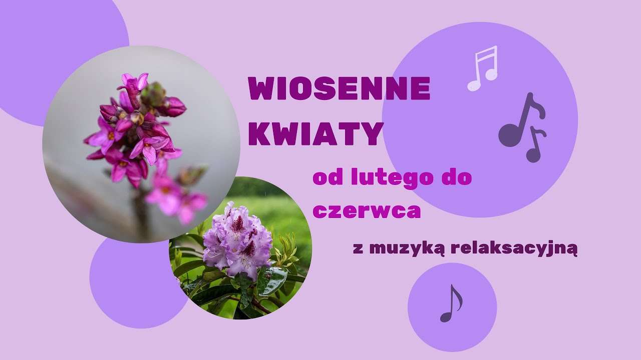 Kwiaty wiosny od lutego do czerwca i muzyka relaksacyjna