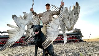 Pass Shooting Giant Sandhill Cranes! (CATCH CLEAN COOK)