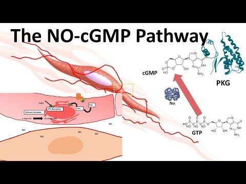 NO-cGMP पाथवे