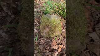 Vascular and Non Vascular Plants