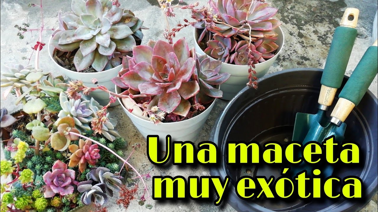 TRASPLANTO SUCULENTAS GRANDES para que se vuelvan GIGANTES 🌱 | Jardines by Angie
