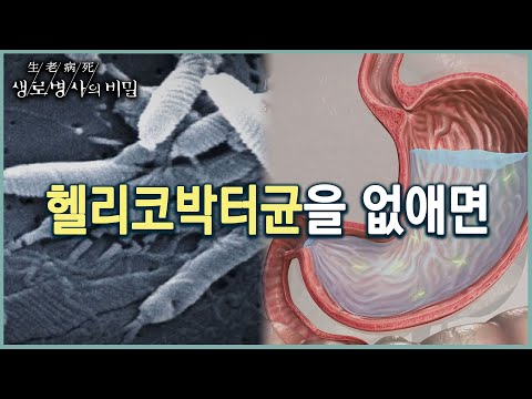 헬리코박터를 치료하니 혈당이 내려갔다? (KBS 20220615 방송)