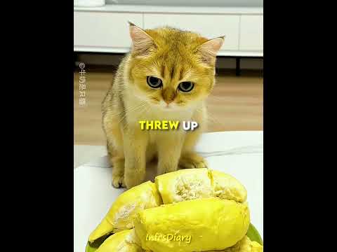 These Cats Love Durian… But Not the Smell 😂🐱 #shorts
