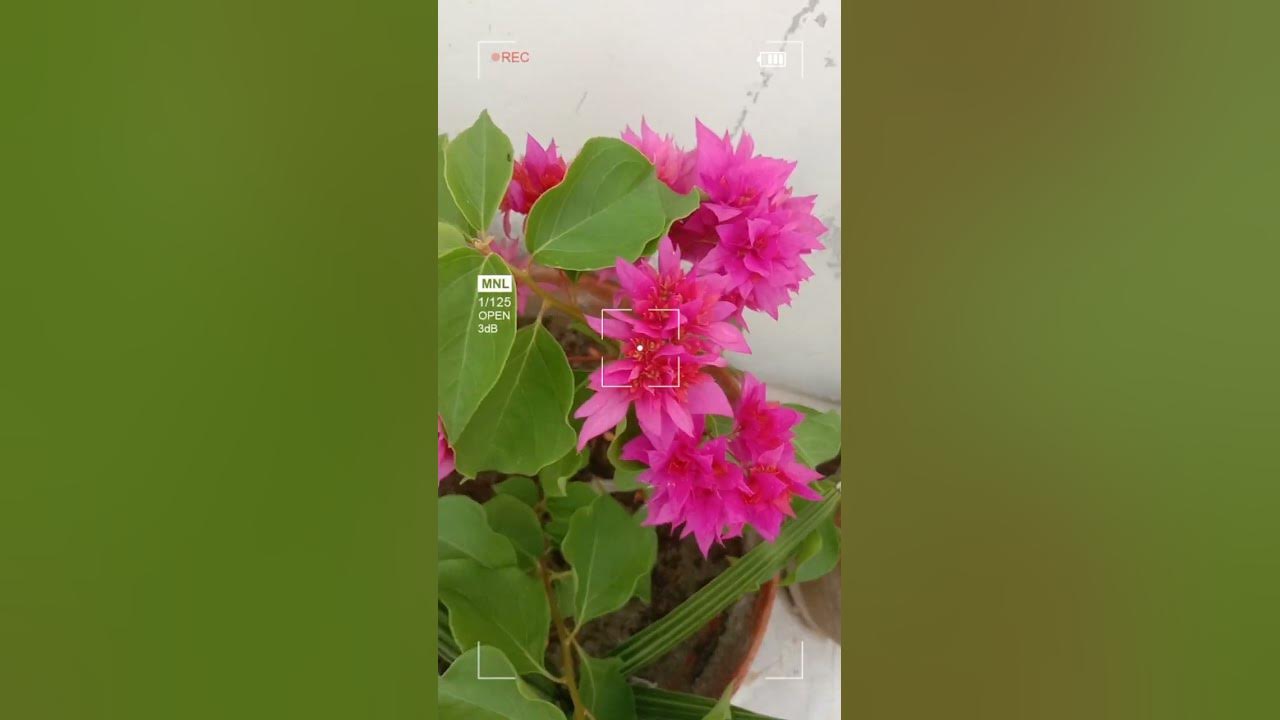 beautiful flowers #bogan vellia #bunchofflowers #pink flowers - YouTube