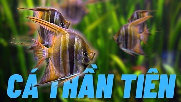 Cá Thần Tiên – Vẻ Đẹp Bí Ẩn Sau Bộ Vây Lụa!