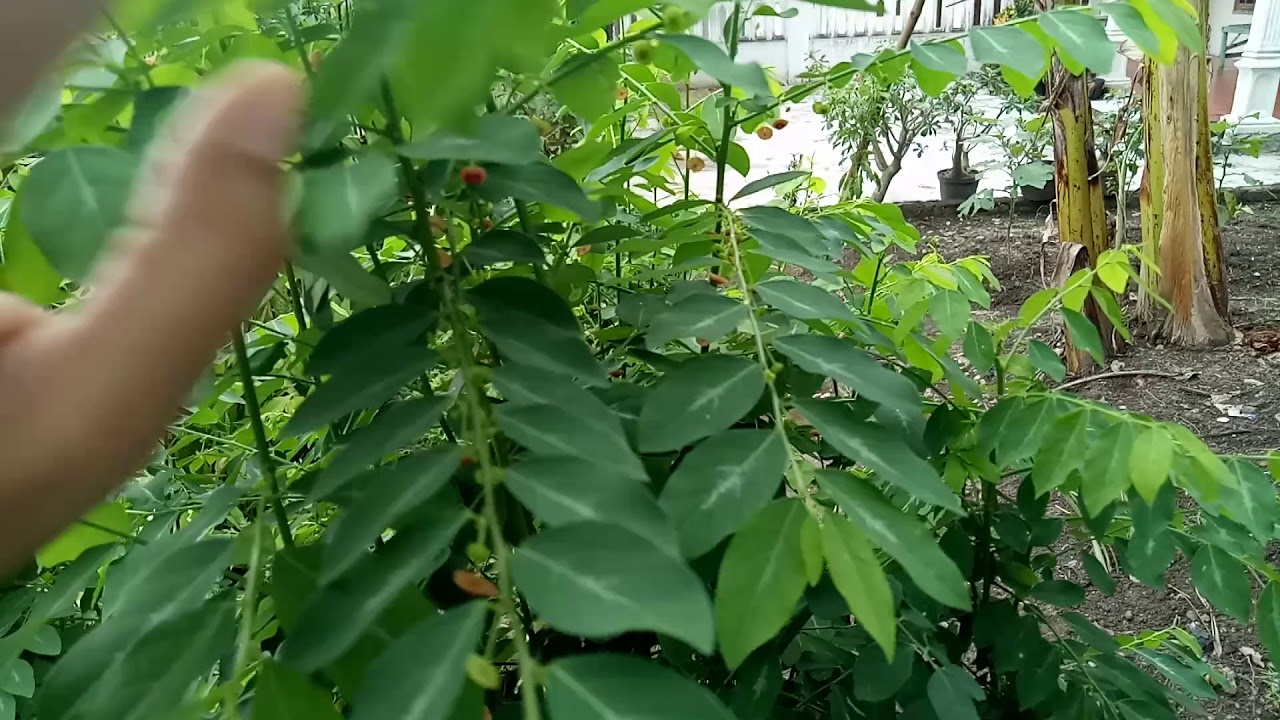 Pohon Daun Katuk Manfaat dan Cara Perkembangbiakan YouTube Pohon Daun Katuk Manfaat dan Cara Perkembangbiakan YouTube