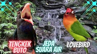 Terbaru..! Masteran Lovebird Vs Tengkek Buto Jeda Air Suara Jernih, Lovebird Anda Cepat Menirukan