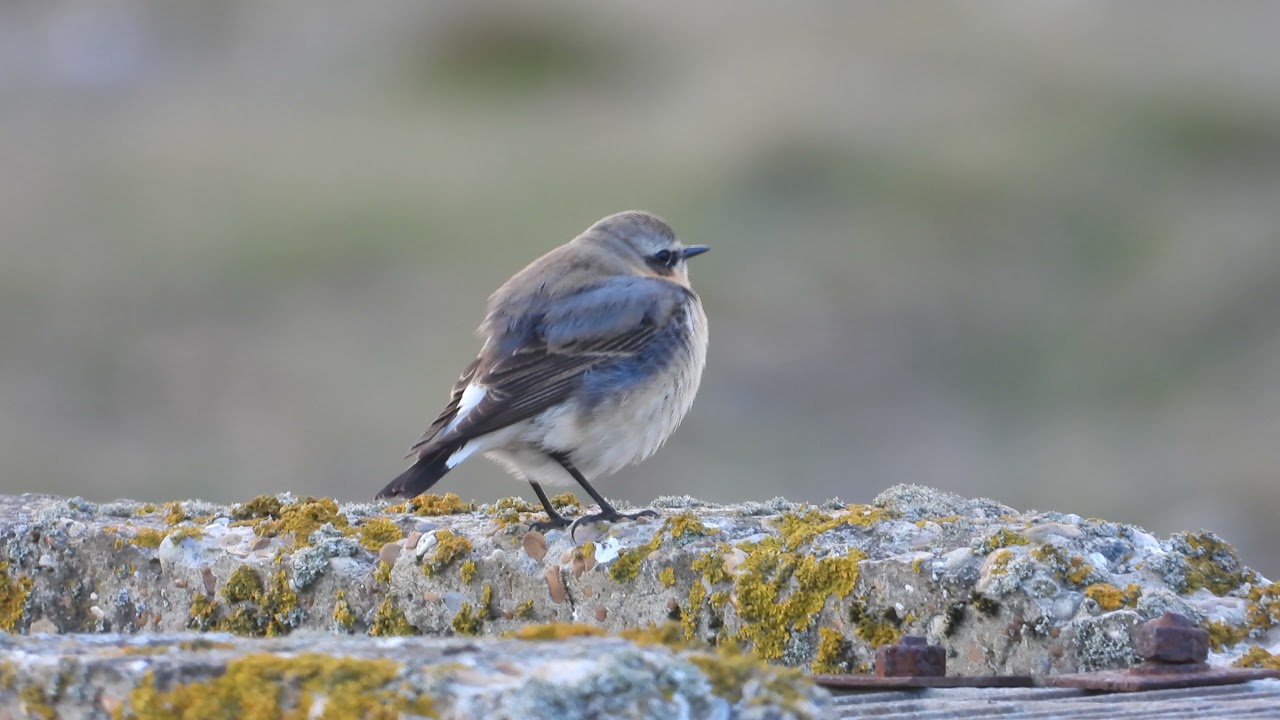 Wheatear Male