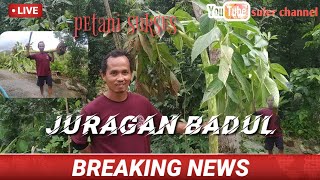 Viral Petani Berhasil Membudidaya Tanaman Badul Raksasa Petani Miliyader