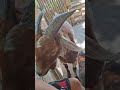 #goats #naughty #shortvideo