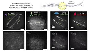 Single-molecule imaging in dendrites of C. elegans sensory neurons