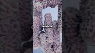 Unveiling The Secrets Of Chromosomes Dna,Centromere, And More..