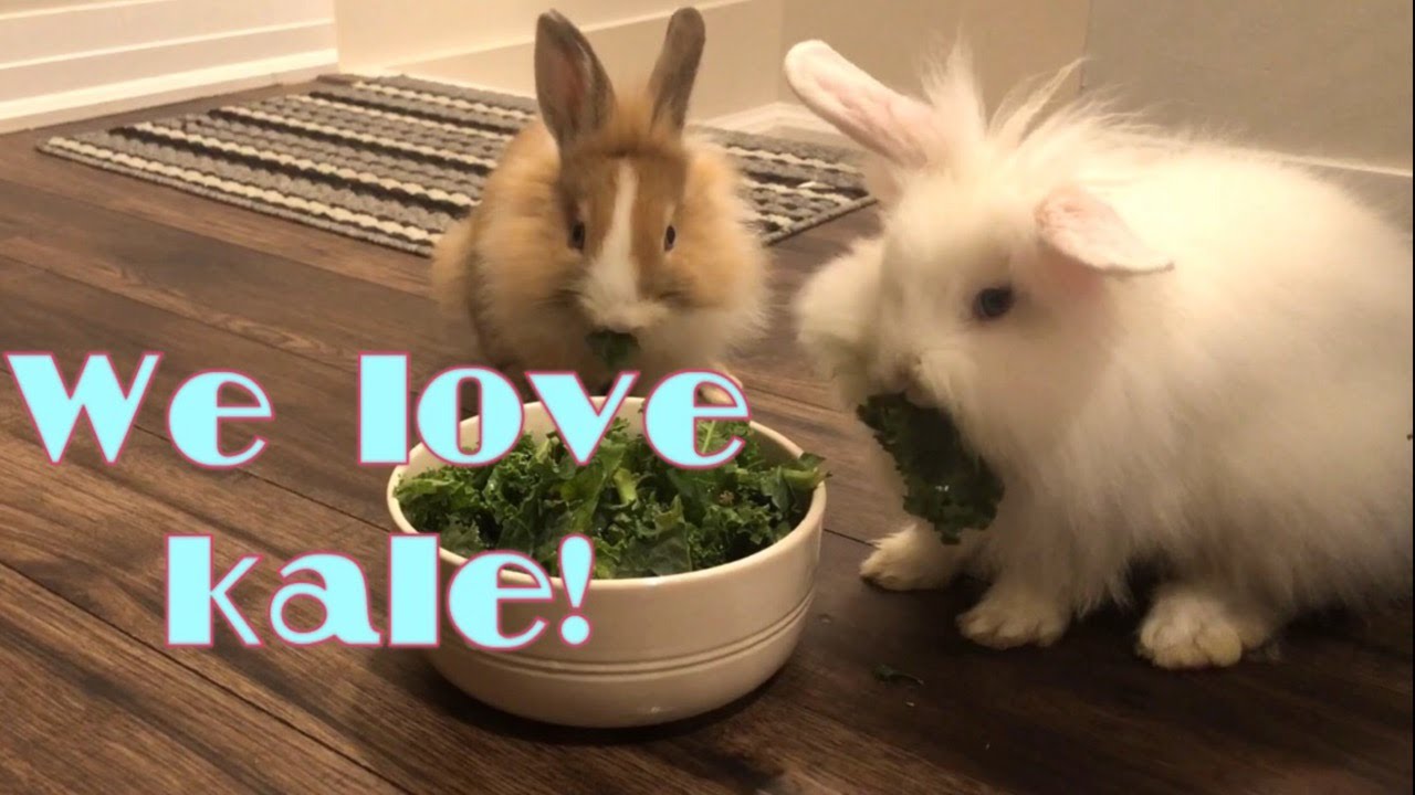 Bunnies eating kale 😊 YouTube