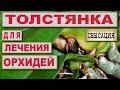 ТОЛСТЯНКА, ЖИВОЕ ДЕРЕВО ДЛЯ ОРХИДЕЙ! ЛЕЧЕНИЕ СТВОЛОВОЙ ГНИЛИ ОРХИДЕИ СОКОМ ТОЛСТЯНКИ! РЕЗУЛЬТАТ👍👍👍