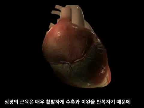심장동맥관상동맥의 구조