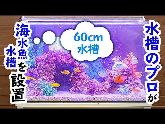 60cmワイド水槽一式 海水魚 サンゴ - 愛知県のその他
