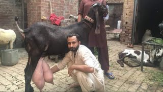 World Record Goat Bakriyan Jyada Dyada Dene Wali 03354746487 Sabir Goat Farm2022 #2022 #Betal #bakri