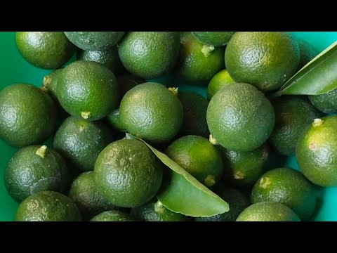 Thanks God naka harvest na ako sa aking Lemonsito //boholana girl tv