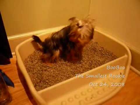 Yorkie Puppy &amp; The Smallest Rookies Training Potty Litter ...