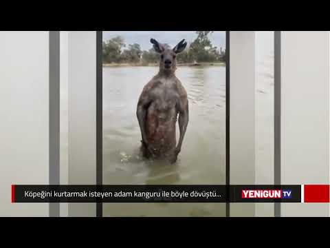 Köpeğini kurtarmak isteyen adam kanguru ile böyle dövüştü...