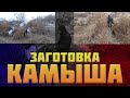 Заготовка камыша зимой для ульев. Экоулей. Как сделать улей из камыша