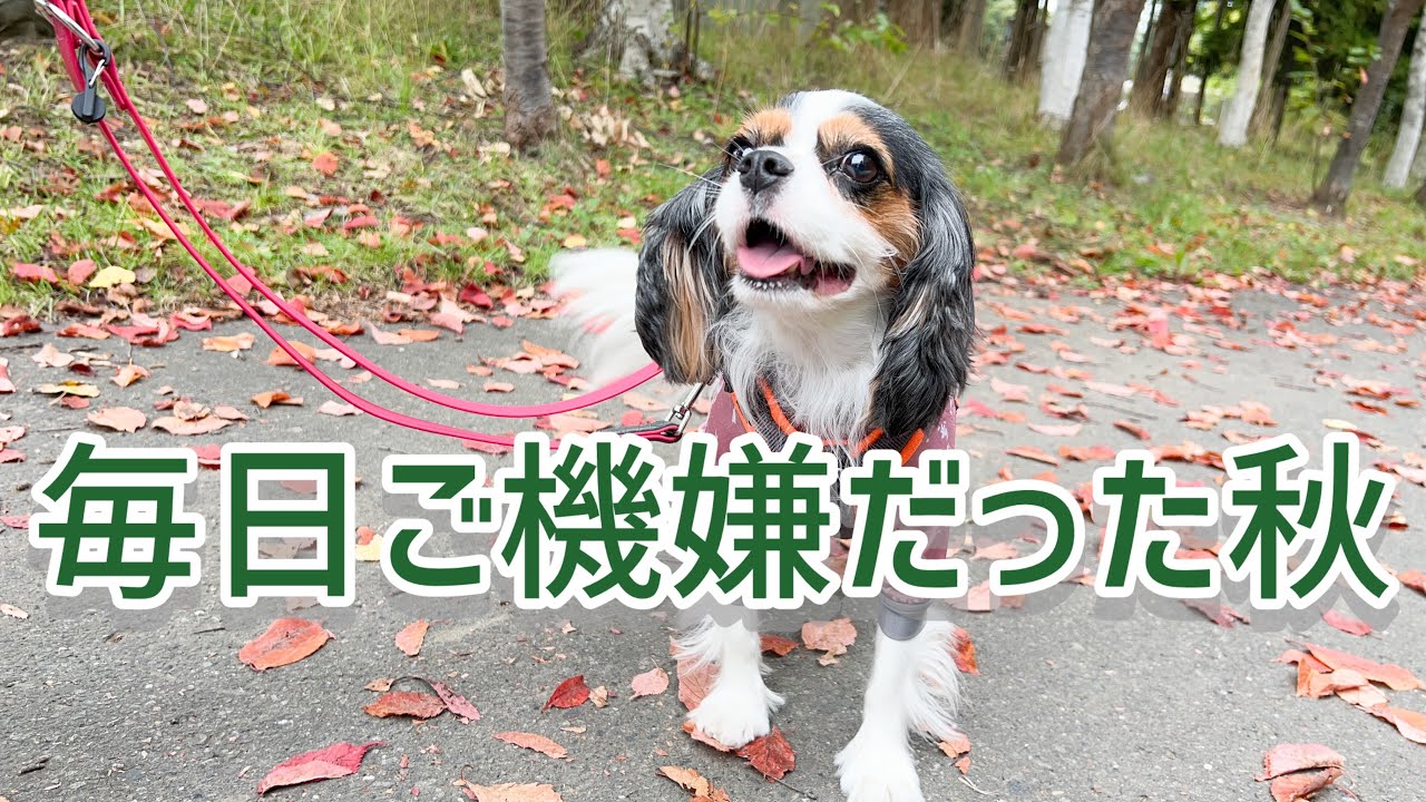 涼しくなって散歩三昧だった秋(6歳キャバリア)