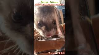 ferret ASMR drink water #shorts ferret videos