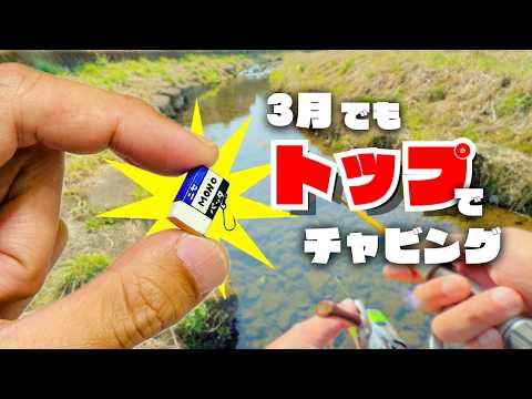 3月でもトップに出る？早春のトップウォーターチャビング！【チャビング#36】のサムネイル
