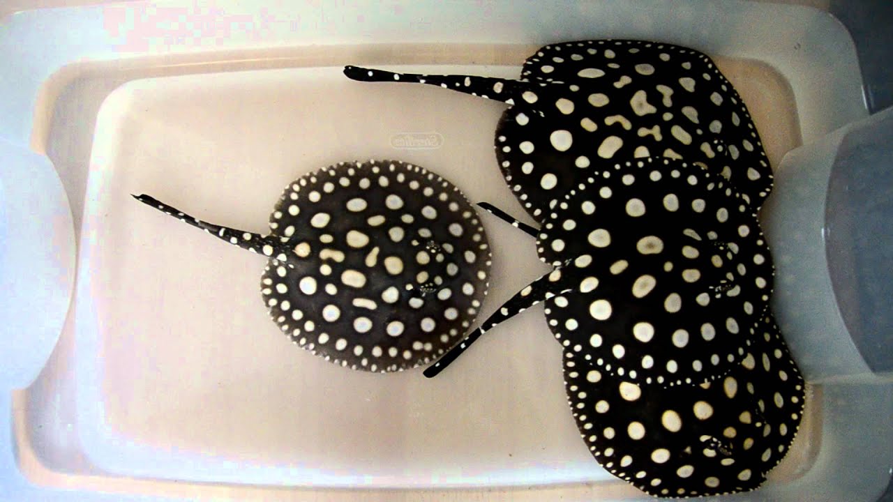 F2 Black Diamond Stingray - 07022012