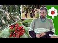 Альтернативные плодовые растения (калина, боярышники, черёмуха, русская олива)