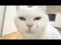 猫が本気で甘えてくるとこうなります…笑