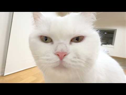 ポムさんとしまちゃん / ねこべや。 - YouTube