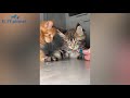 I found some Funny Pets on TikTok Just For You 😍 | Fluff Planet