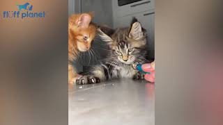 I found some Funny Pets on TikTok Just For You  | Fluff Planet