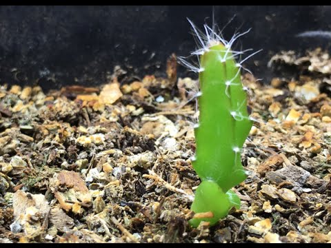 dragon fruit plant from seed