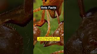 The Fascinating World Of Ants