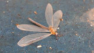 Antlion nears end of life