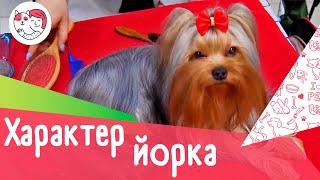 4 черты характера йоркширского терьера by iLike Pet 631 views 2 years ago 3 minutes, 1 second