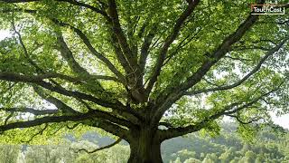 Wishtree Chapter 1